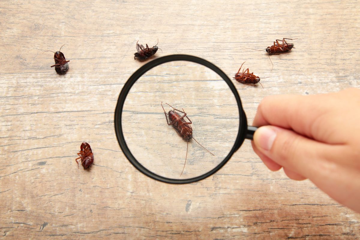 Top Signs of a Pest Problem and What to Do About Them